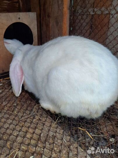 Крольчата породы французский баран