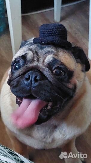 Мопс вязка мальчик ищет невесту