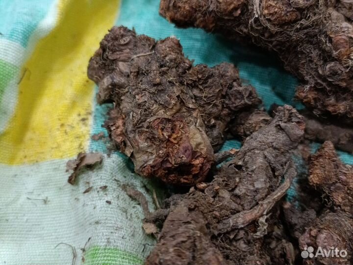 Золотой корень