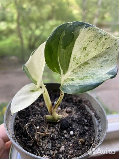 Эпипремнум Хэппи лив