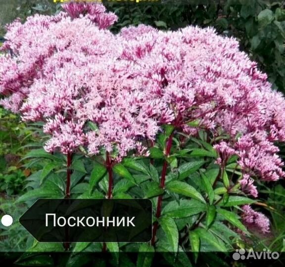 Флоксы многолетние, живучка