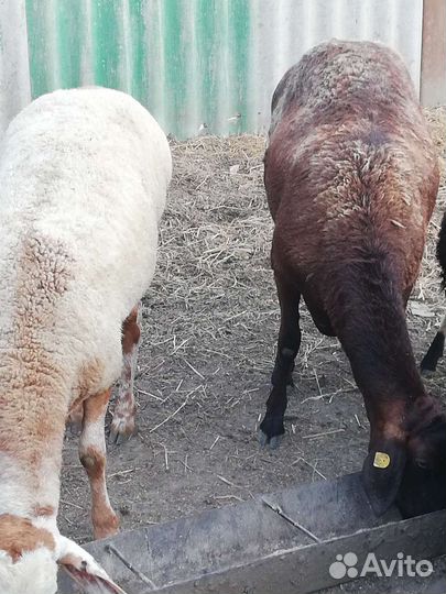 Курдючные бараны овцы