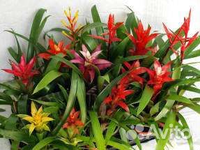 Бромелии в ассортименте