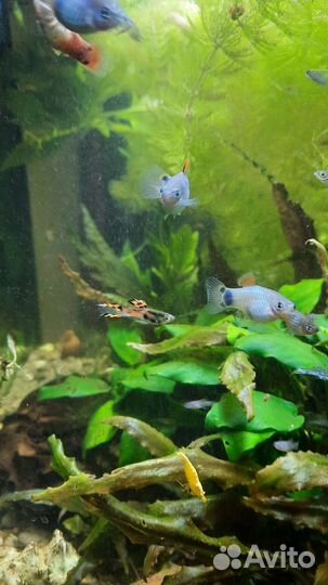 Пицилия, гуппи эндлера