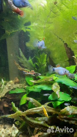 Пицилия, гуппи эндлера