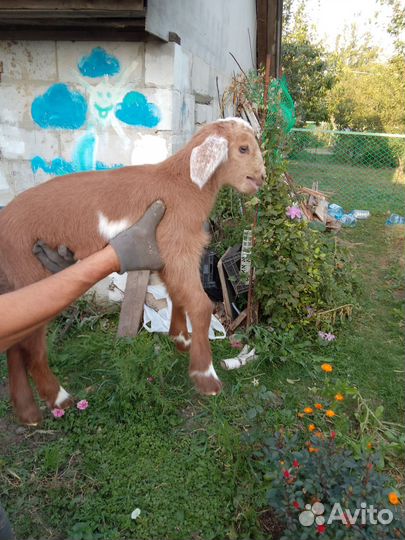 Нубийская козочка