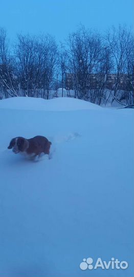 Русский спаниель охотничий вязка