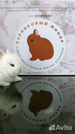 Карликовый минор с родословной