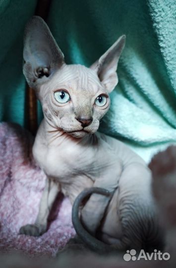 Котята сфинкс (лонг двельф), эльф, бамбино