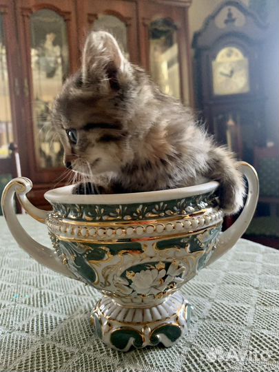 Котенок в добрые руки
