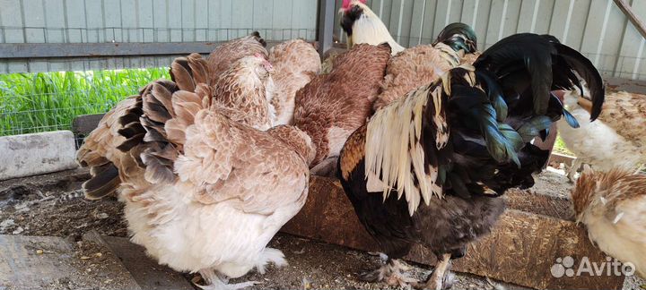 Маран,Амераукан,Фавероль