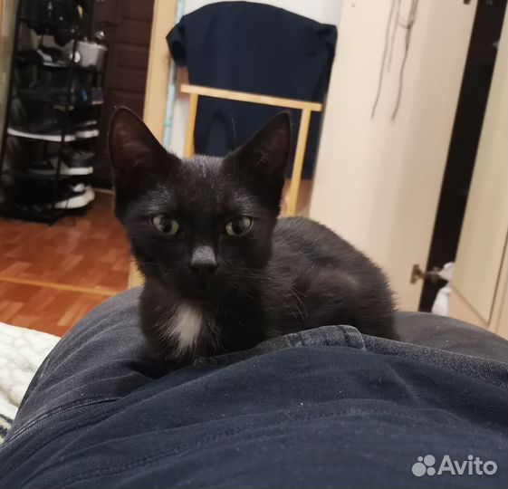 Домашние животные