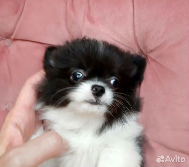 Щенки чихуахуа длинношерстные