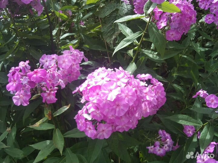 Флоксы многолетние