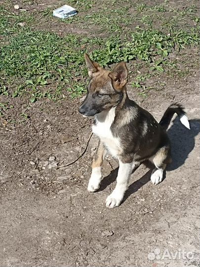 Щенок мальчик в добрые руки