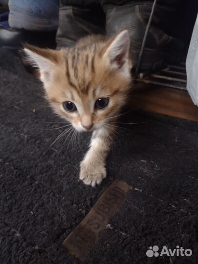 Котенок 1 мес, девочка