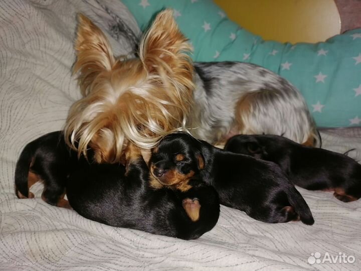 Йоркширский терьер щенки