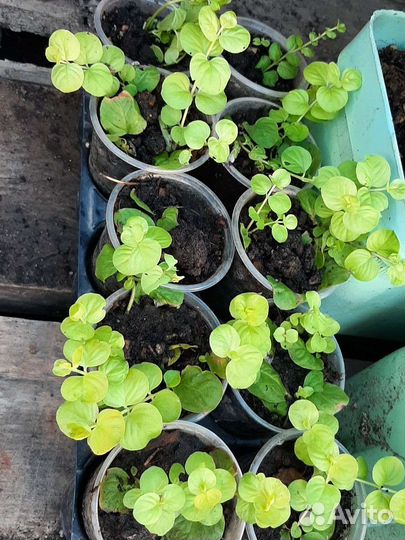 Вербейник монетчатый