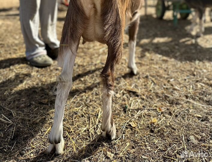 Коза дойная