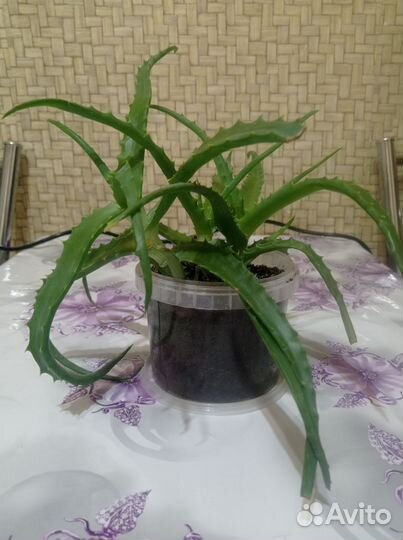 Комнатные цветы алое