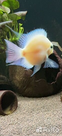 Жемчужный попугай панда