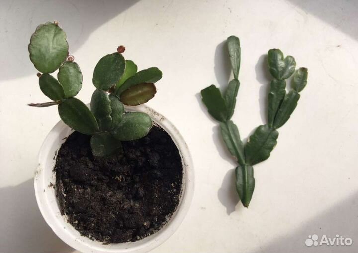 Декабрист 3 расцветки