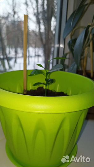 Мандариновое дерево(начинающее)