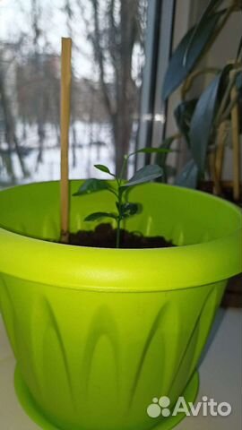 Мандариновое дерево(начинающее)