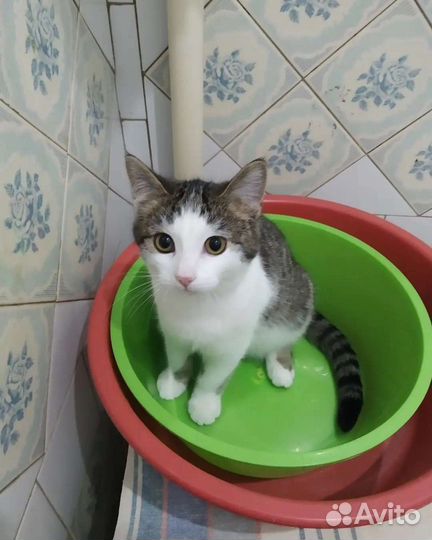 Проша Великолепный