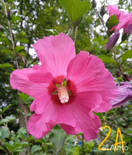 Семена гибискуса