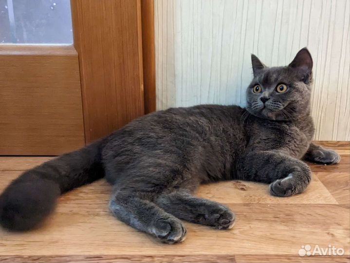 Отдам бесплатно. Британская кошка подросток