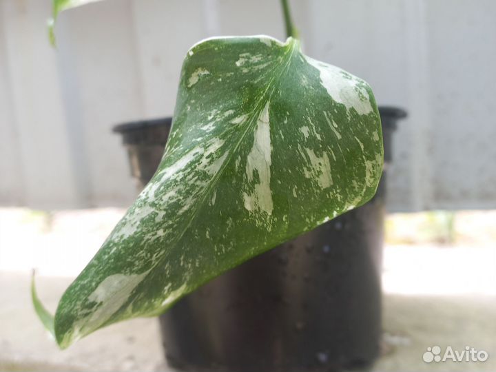 Монстера альба