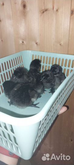 Цыплята Ухейилюй петухи Легбар Маран черно-медный