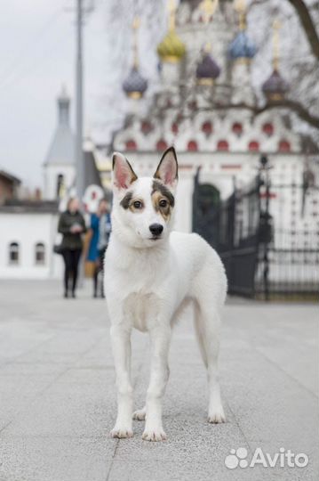 Щенок 5 мес девочка в добрые руки