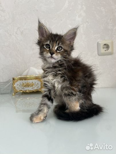 Котята мейн-кун