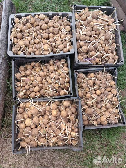 Мелкая картошка для свиней