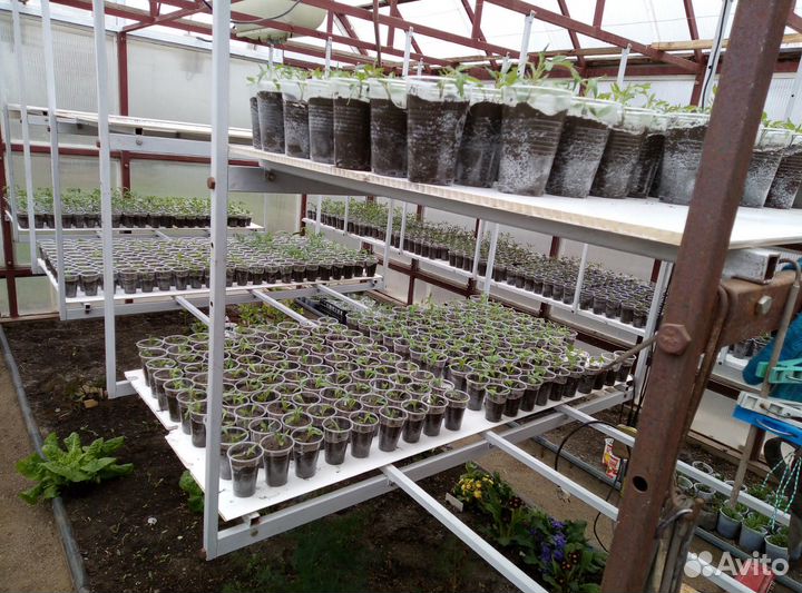 Рассада экзотических сортов томатов (в стаканах)