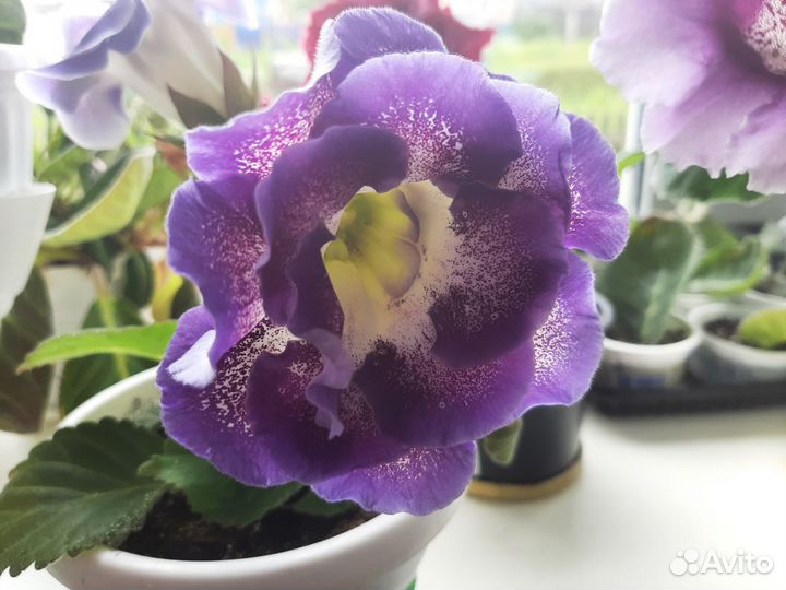 Глоксиния укорененый лист