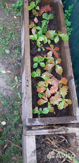 Дуб дальневосточный