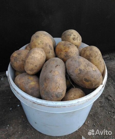 Продам картофель с доставкой
