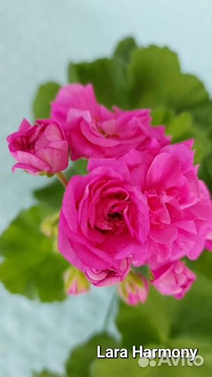 Пеларгония (герань)