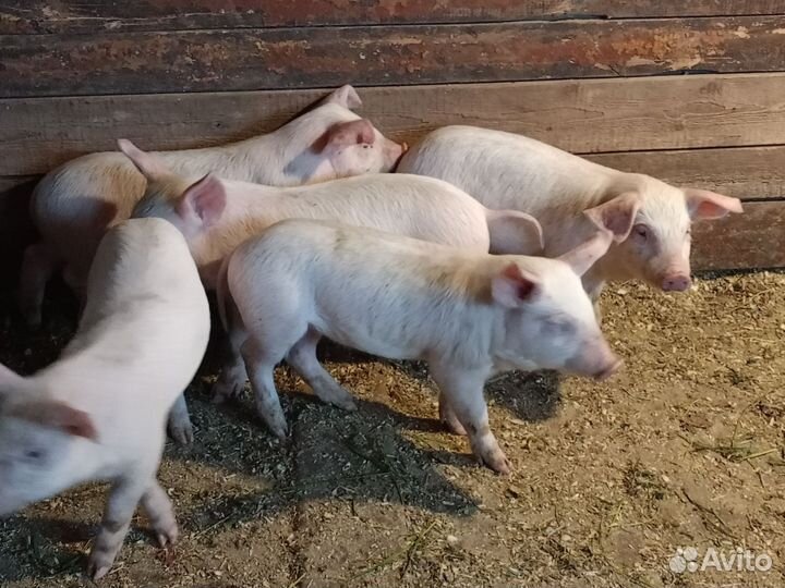 Поросенок ландрас+дюрок