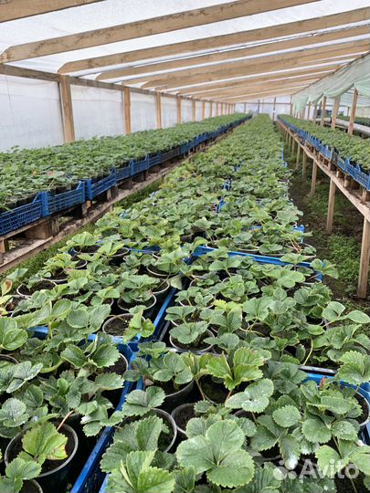 Рассада клубники