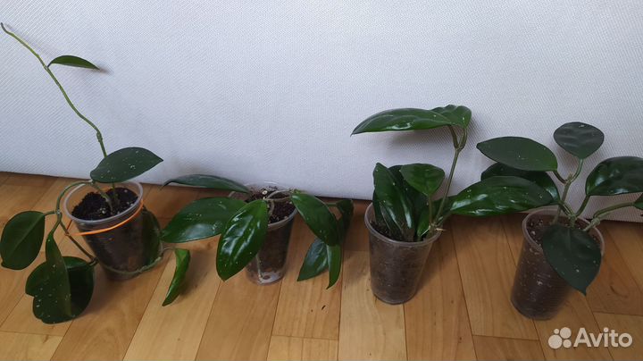 Хойя карноза или мясистая