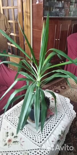 Комнатные домашние растения