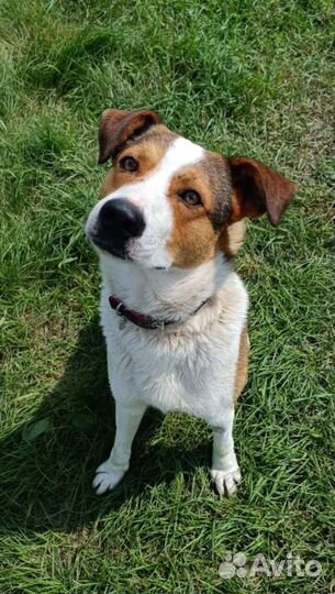 Бездомный пёсик ждёт семью, хороший охранник