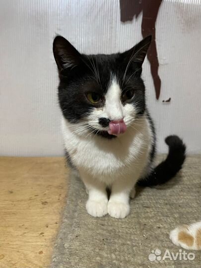 Котик в дар