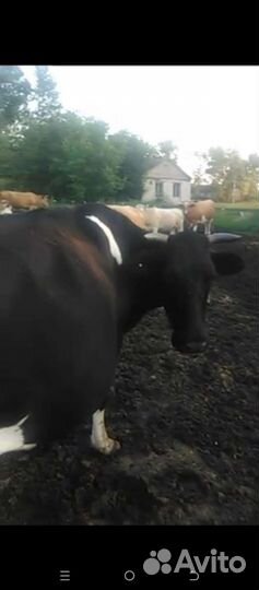 Корова дойная
