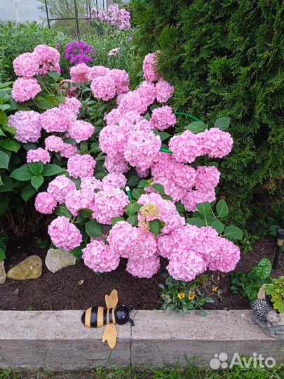 Гортензия широколистная