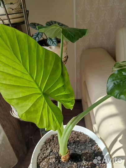 Алоказии детки